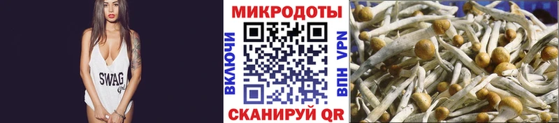 Псилоцибиновые грибы Psilocybe  Новосокольники 
